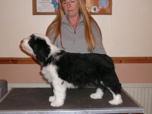 Treebeard Highway Sixty One - dog puppy ten weeks