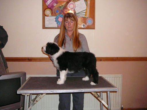 Bearded Collie Puppy Dog 9 weeks