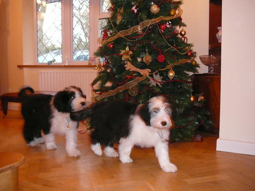 Bearded Collie Puppies and Christmas Tree