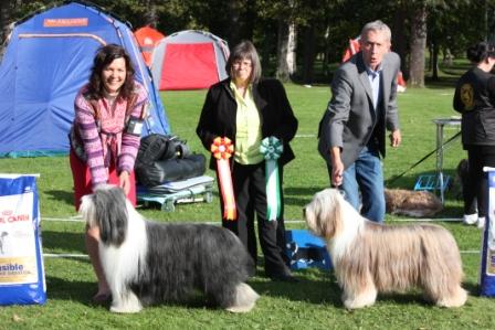 Ch Ramsgrove Borkason and Ch Hillbacka Xciting Attraction Judge Kim M Evans Treebeard