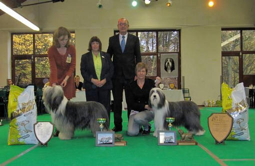 Belgian Bearded Collie Cub Show Winners