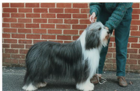 Bearded Collie Blendale Look of Love