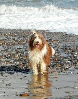 Beardie in the sea