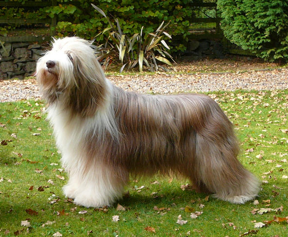 Bearded Collie