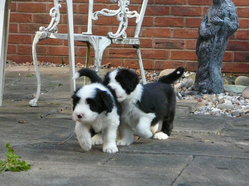 Bearded Collie Puppies racing