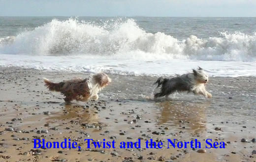 Bearded Collies in the sea