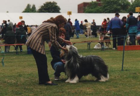 Bearded Collie Kiltonale Dignity