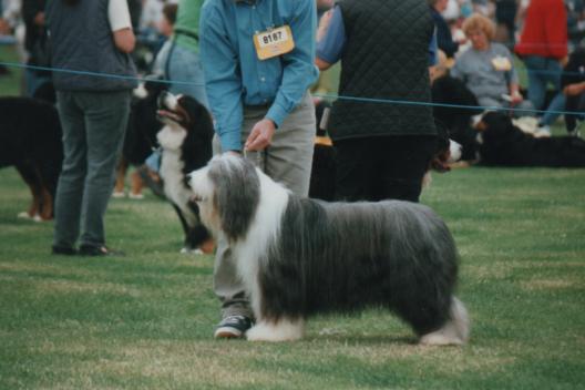 Bearded Collie Camberwick Song of Soloman