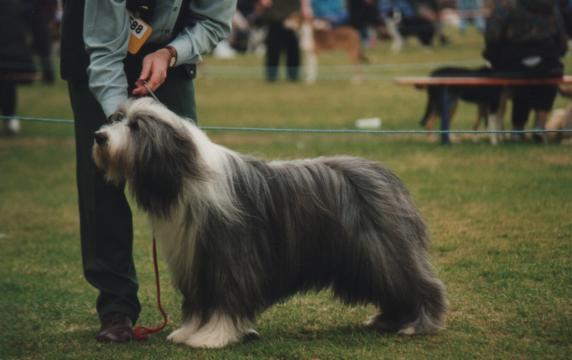 Bearded Collie Collielea Roin