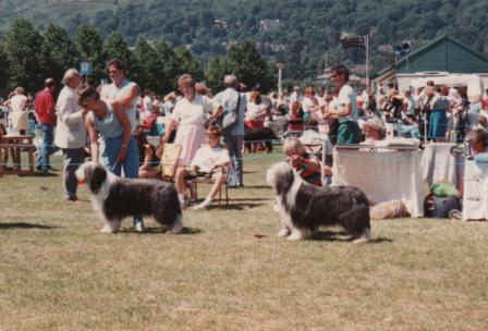 Bearded Collies Gillaber Lone Piper