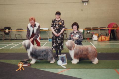 Bearded Collies