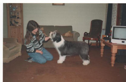 Bearded Collie Puppy