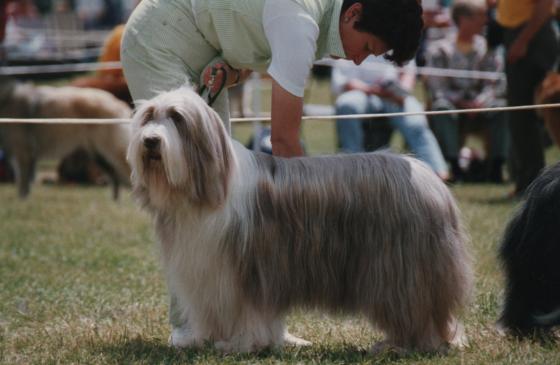 Bearded Collie Claudella Clara Peggotty