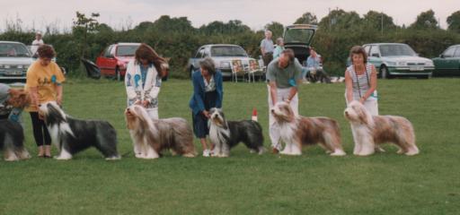 Bearded Collies