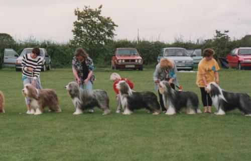 Bearded Collies