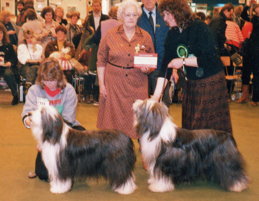 Bearded Collie Best of Breed Crufts 1988