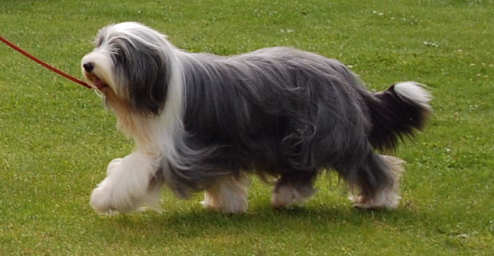 Bearded Collie moving