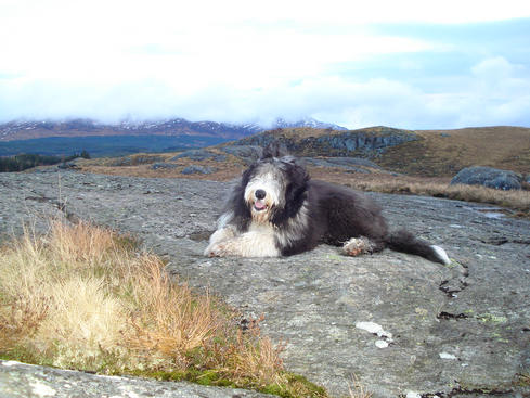 Bearded Collie on mountain