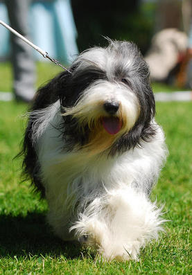 Bearded Collie on the move