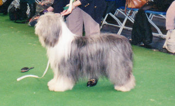 Bearded Collie Desborough Discretion