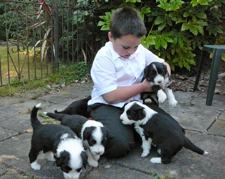 Bearded Collie Puppies