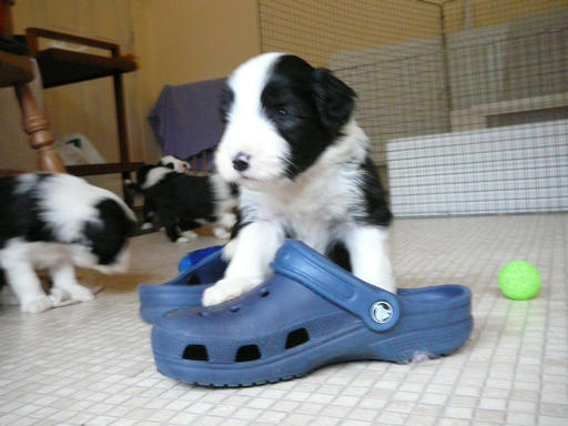 Bearded Collie Puppy and Croc shoe