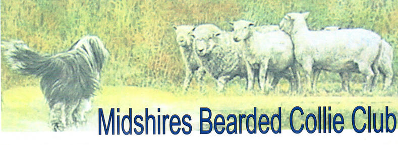 Midshires Bearded Collie Club