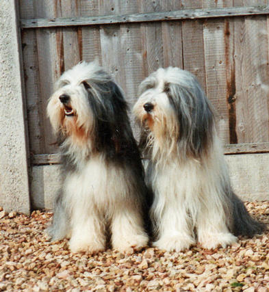 Bearded Collies Potterdale Polka and Tamevalley Easter Song of Potterdale