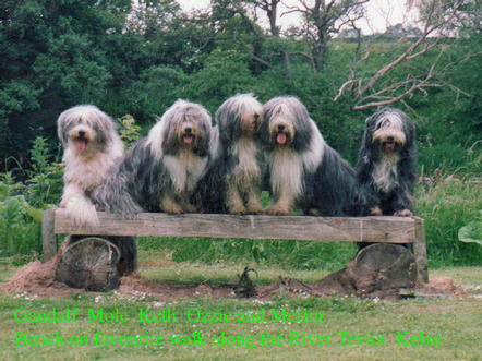 Buying a Bearded Collie Puppy