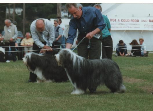Bearded Collie
