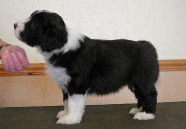 Bearded Collie Puppy six weeks