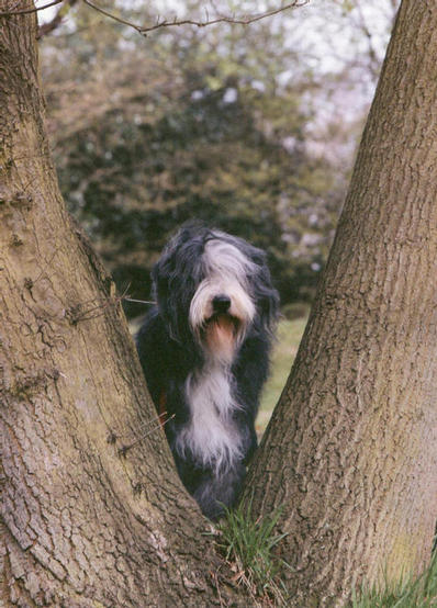 Bearded Collie - Merlin