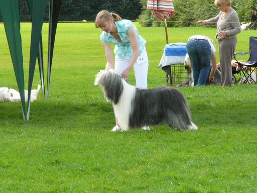 Bearded Collie Potterdale Pyromania