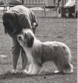 Bearded Collie Junior
