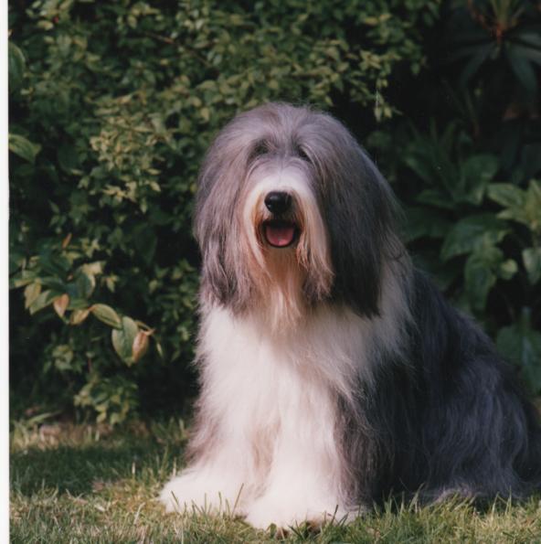 Bearded Collie - Ch Potterdale Passion