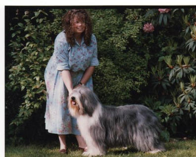 Bearded Collie Veteran