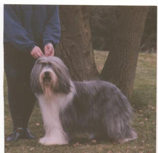 Bearded Collie Club Best in Show