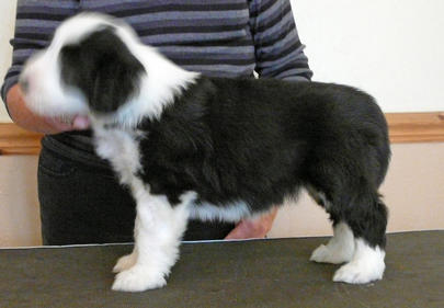 Bearded Collie Puppy six weeks