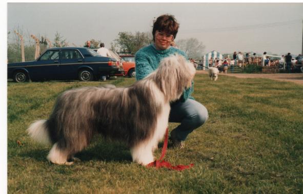 Bearded Collie - Blue Junior