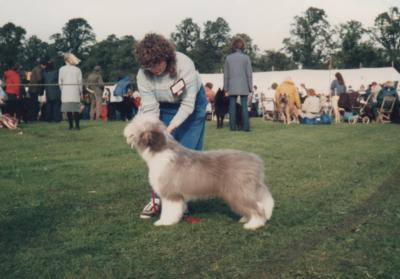 Bearded Collie Puppy - Blue