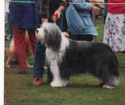 Bearded Collie Show pose
