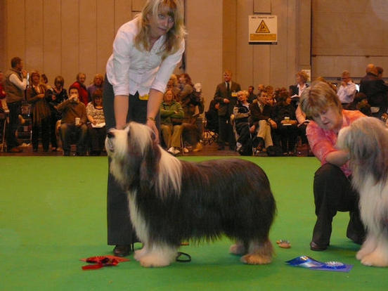 Bearded Collie Potterdale Pyrotechnic