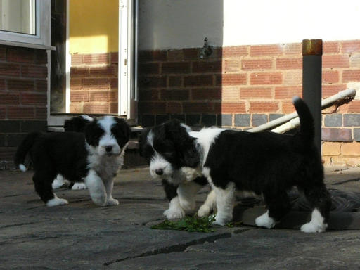 Bearded Collie Puppies