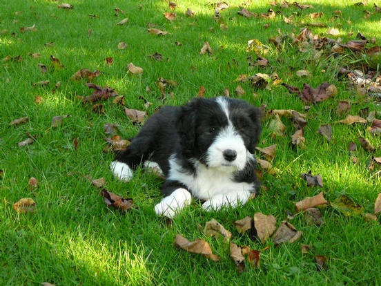 Bearded Collie Puppy
