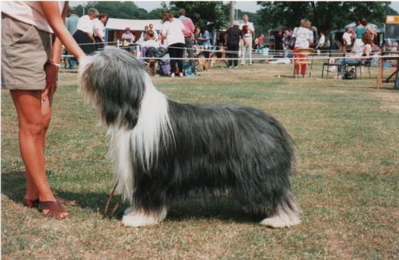 Bearded Collie Potterdale Christmas Party