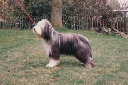 Bearded Collie 14 months