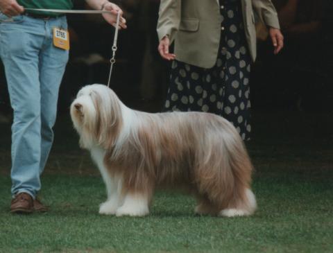 Bearded Collie Potterdale Primrose