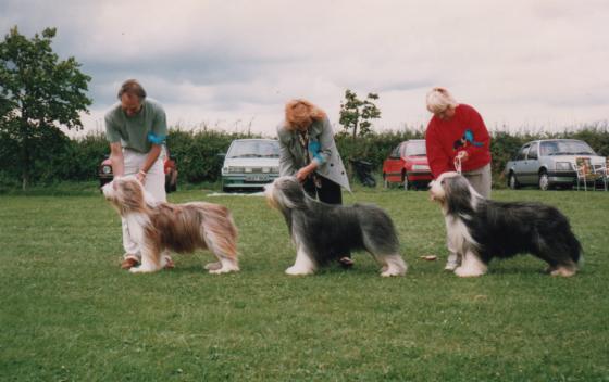 Bearded Collie