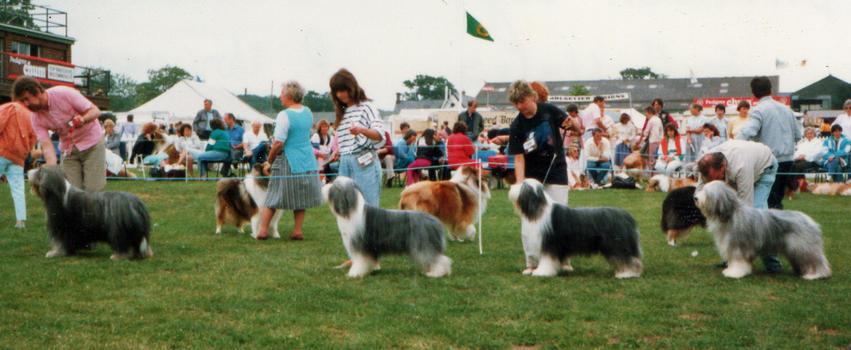 Bearded Collies Samara Standing Ovation Potterdale Phillanderer Potterdale Conclusion Desborough Diplomat
