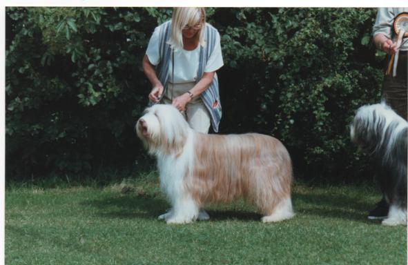 Bearded Collie Tamevalley